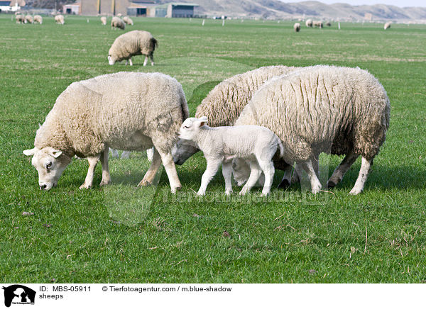 sheeps / MBS-05911