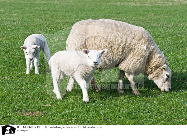 sheeps / MBS-05913