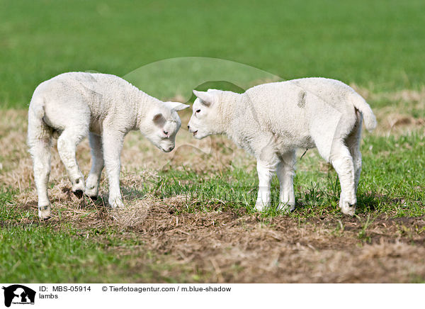 Lmmer / lambs / MBS-05914