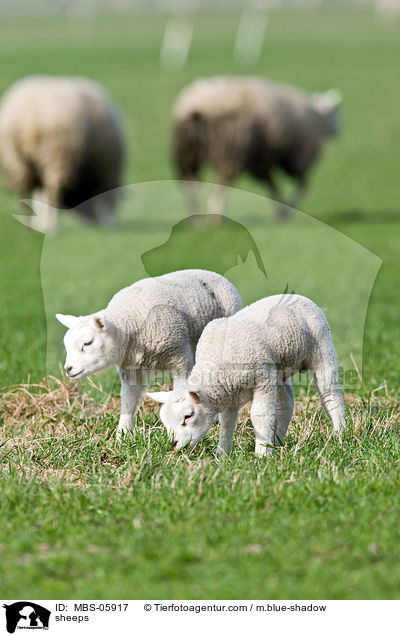 Schafe / sheeps / MBS-05917