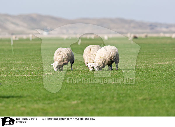 sheeps / MBS-05918