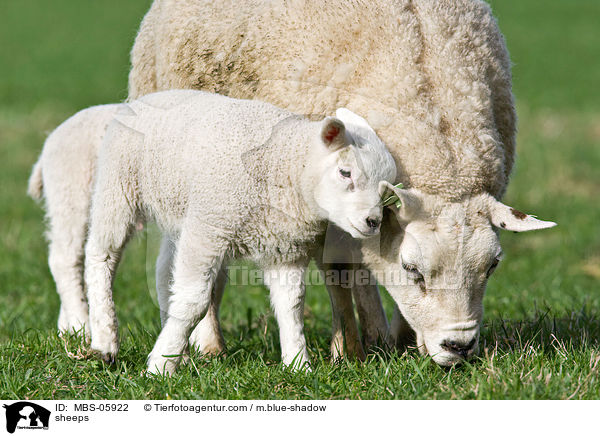 sheeps / MBS-05922