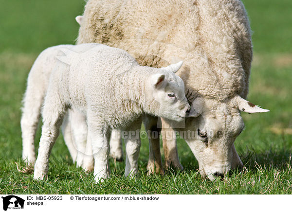 Schafe / sheeps / MBS-05923