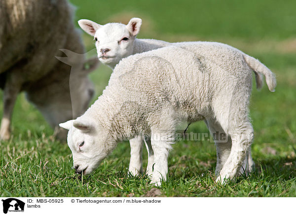 lambs / MBS-05925