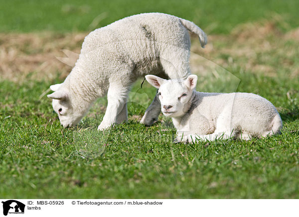 lambs / MBS-05926