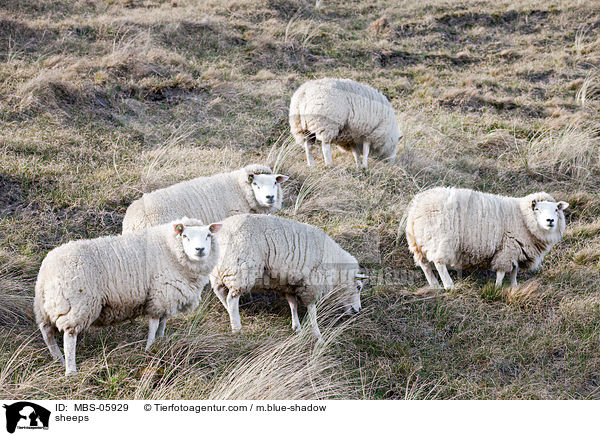 sheeps / MBS-05929