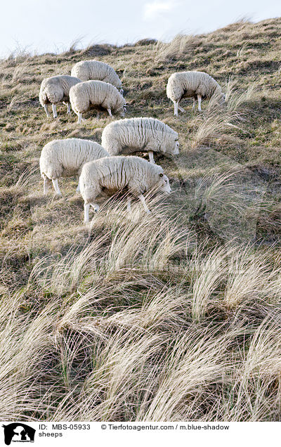sheeps / MBS-05933