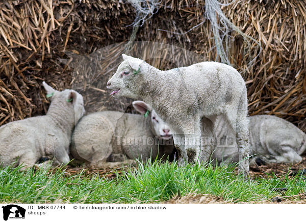 sheeps / MBS-07744