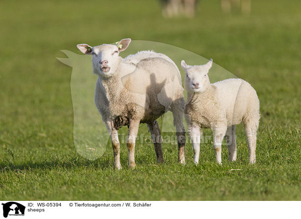 sheeps / WS-05394