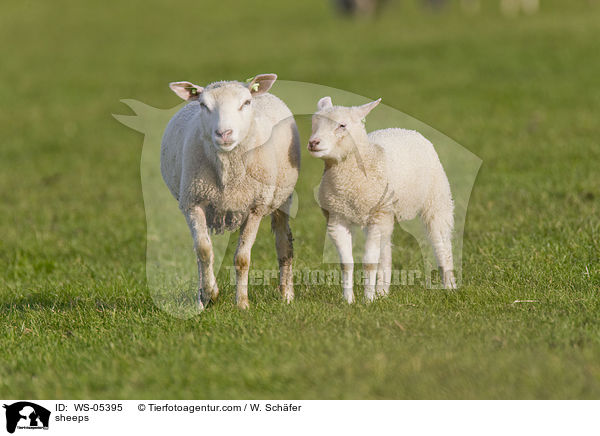 sheeps / WS-05395