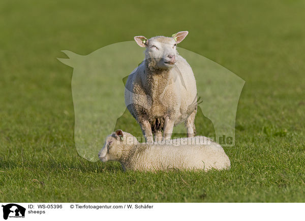 sheeps / WS-05396