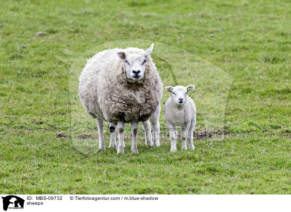 Texel / sheeps / MBS-09732