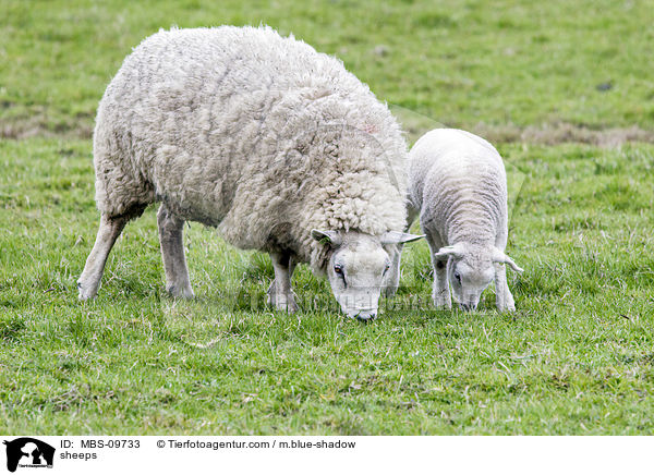 Texel / sheeps / MBS-09733