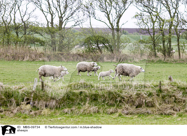 sheeps / MBS-09734