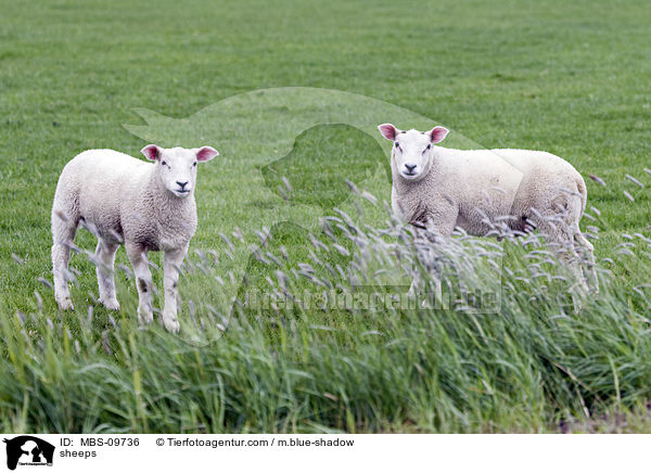 Texel / sheeps / MBS-09736