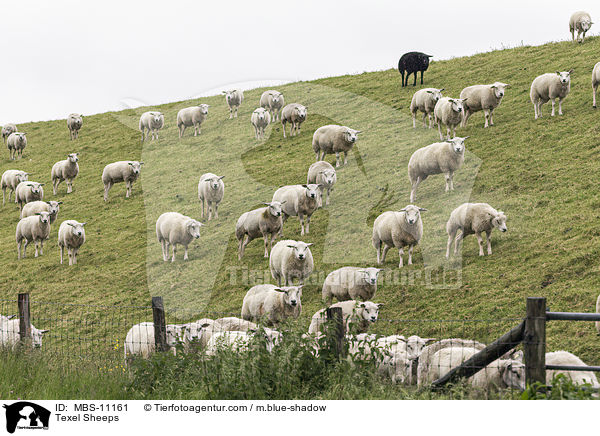 Texel Sheeps / MBS-11161