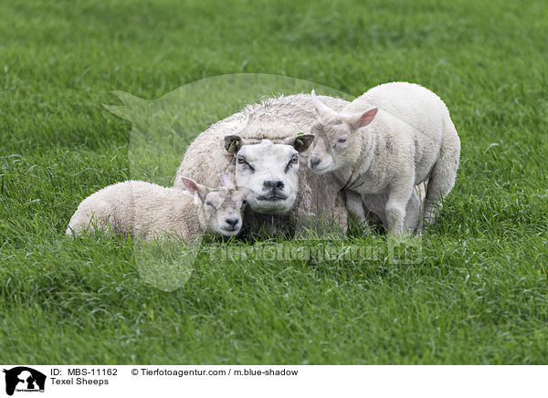 Texel Sheeps / MBS-11162