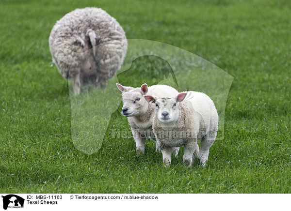 Texel Sheeps / MBS-11163