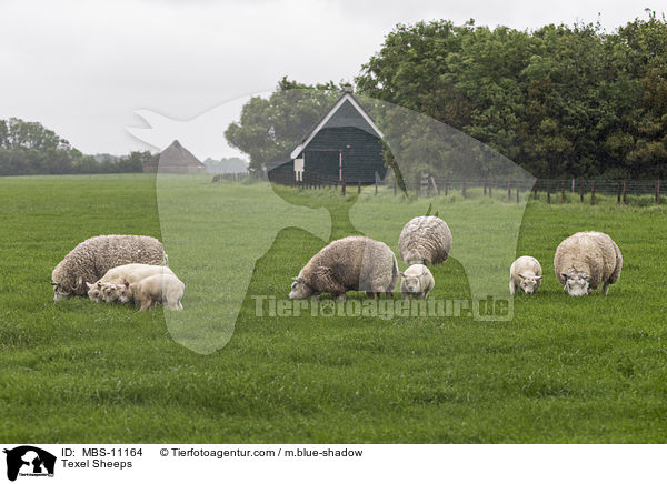 Texelschafe / Texel Sheeps / MBS-11164