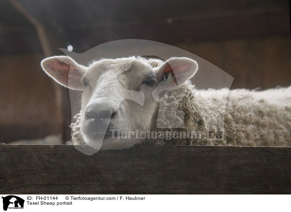 Texel Sheep portrait / FH-01144