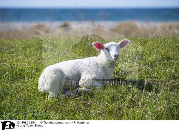 young Texel Sheep / FH-01254