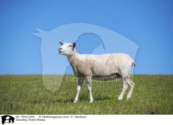 standing Texel Sheep / FH-01255