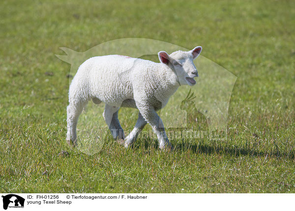 young Texel Sheep / FH-01256
