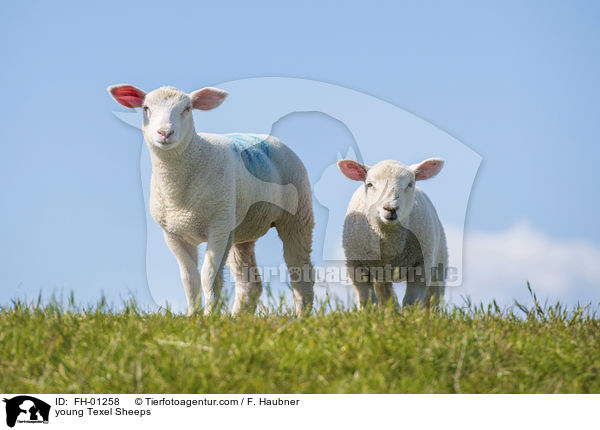 young Texel Sheeps / FH-01258