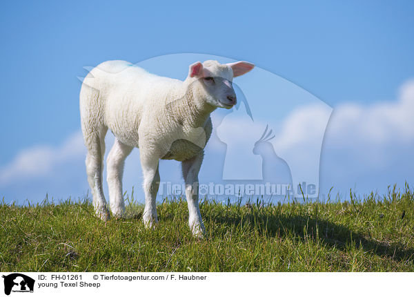 junges Texelschaf / young Texel Sheep / FH-01261