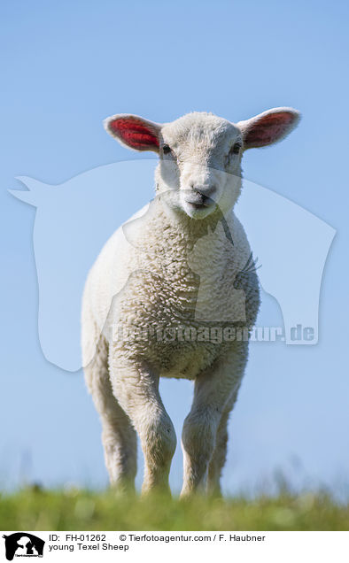 junges Texelschaf / young Texel Sheep / FH-01262