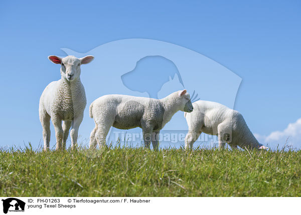 junge Texelschafe / young Texel Sheeps / FH-01263