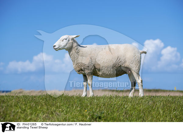 stehendes Texelschaf / standing Texel Sheep / FH-01265