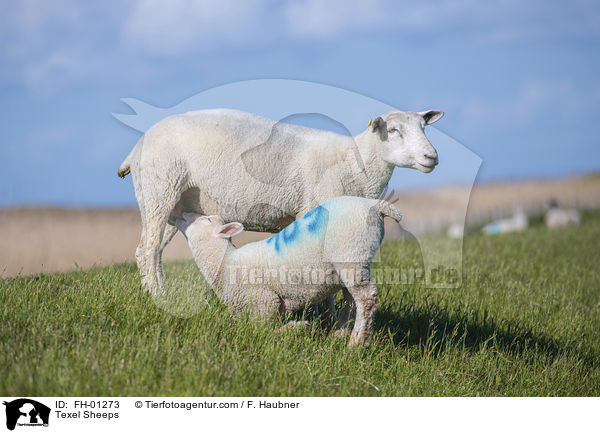 Texelschafe / Texel Sheeps / FH-01273