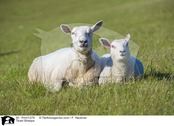 Texelschafe / Texel Sheeps / FH-01274