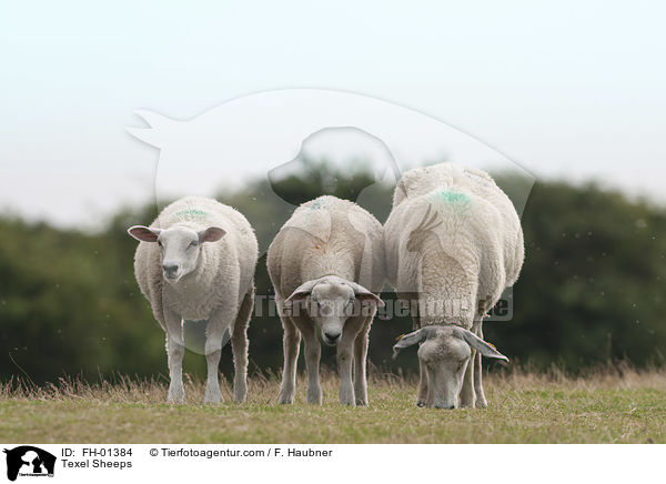 Texel Sheeps / FH-01384