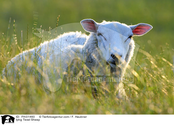 liegendes Texelschaf / lying Texel Sheep / FH-01460
