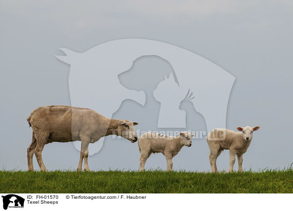 Texelschafe / Texel Sheeps / FH-01570