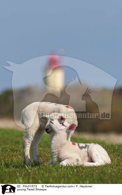 junge Texelschafe / young Texel Sheeps / FH-01573