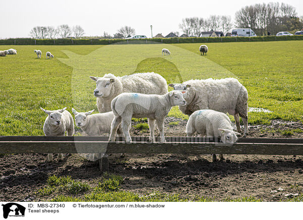 Texelschafe / Texel sheeps / MBS-27340