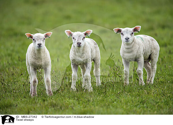 Texelschafe / Texel sheeps / MBS-27342