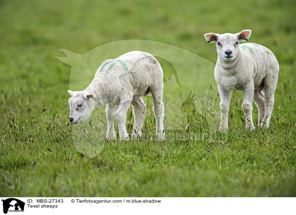 Texelschafe / Texel sheeps / MBS-27343