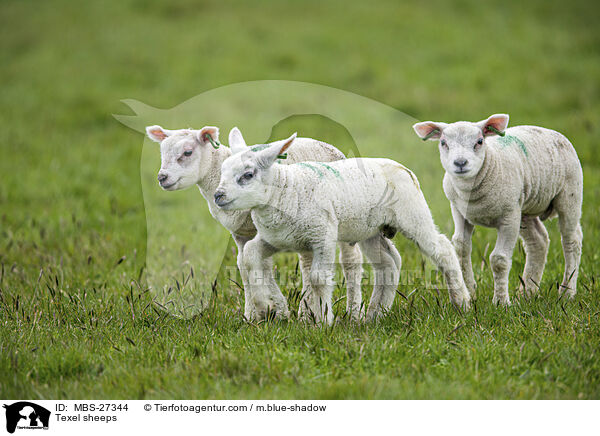 Texel sheeps / MBS-27344