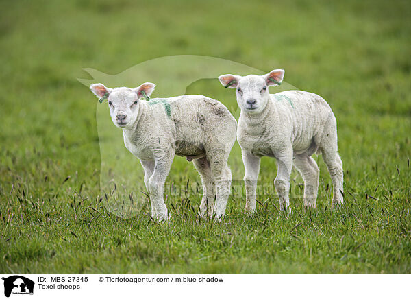 Texelschafe / Texel sheeps / MBS-27345