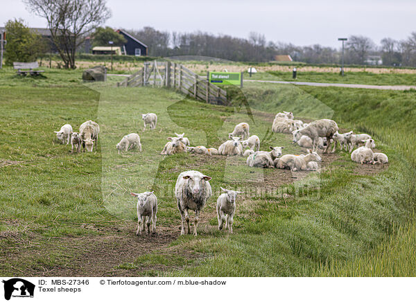 Texelschafe / Texel sheeps / MBS-27346