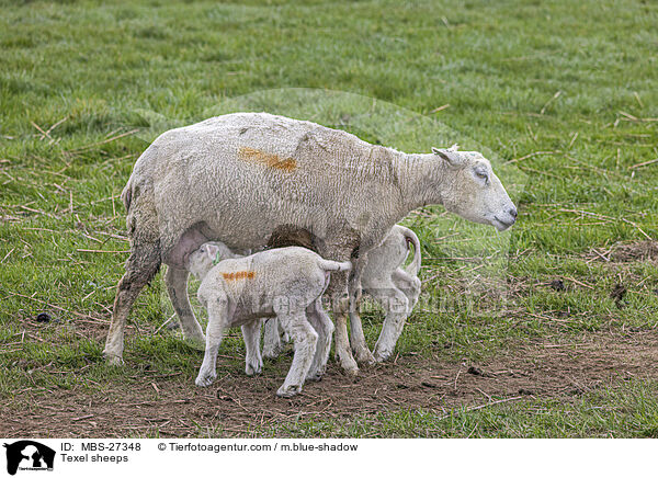 Texelschafe / Texel sheeps / MBS-27348