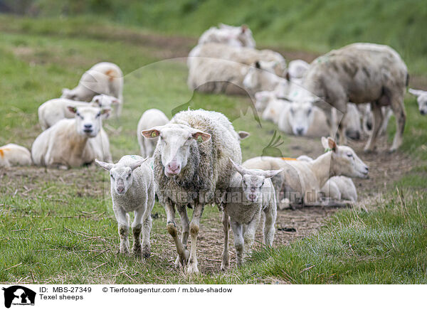 Texel sheeps / MBS-27349