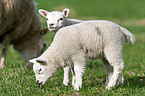 lambs