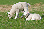 lambs