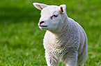 lamb