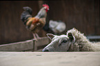 Texel Sheep portrait